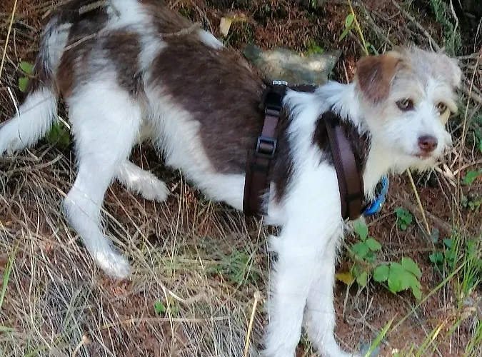 شقة فندقية Garni Tina 3*